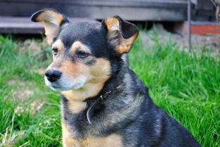 孕期被猫狗咬伤抓伤出血必须打疫苗吗 孕期被猫狗咬伤抓伤出血必须打疫苗吗